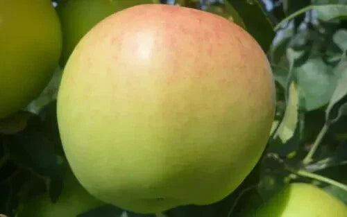 Ginger Gold Apple Seeds - 25+ Organic Seeds for Garden Planting - Malus domestica - USA