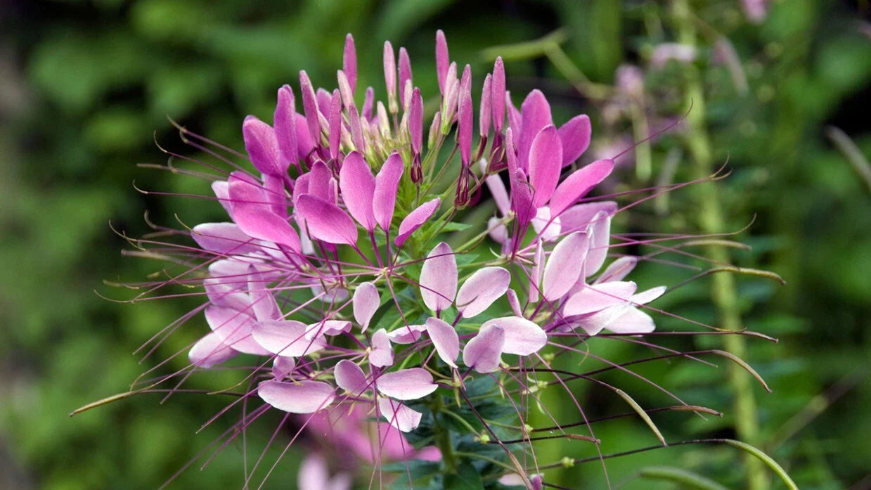Spinosa Spider Seeds - 100 Pack - Clome Spinosa Perennial - Attracts Butterflies & Bees - US Seller