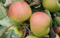 Claygate Pearmain Apple Seeds - 25+ Pack for Garden Planting - Malus domestica - USA