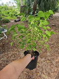 Dwarf Black Mulberry Live Plant 30" Everbearing Organic Morus Nigra Well Rooted
