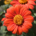 Mexican Sunflower Seeds, Orange, Tithonia, Attract Butterflies, Daisy-Like Bloom, 100 Seeds
