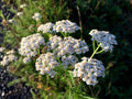 Yarrow Seeds - Herb Garden Starter Kit - Achillea millefolium - Easy to Grow Organic Seeds for Medicinal Herbs