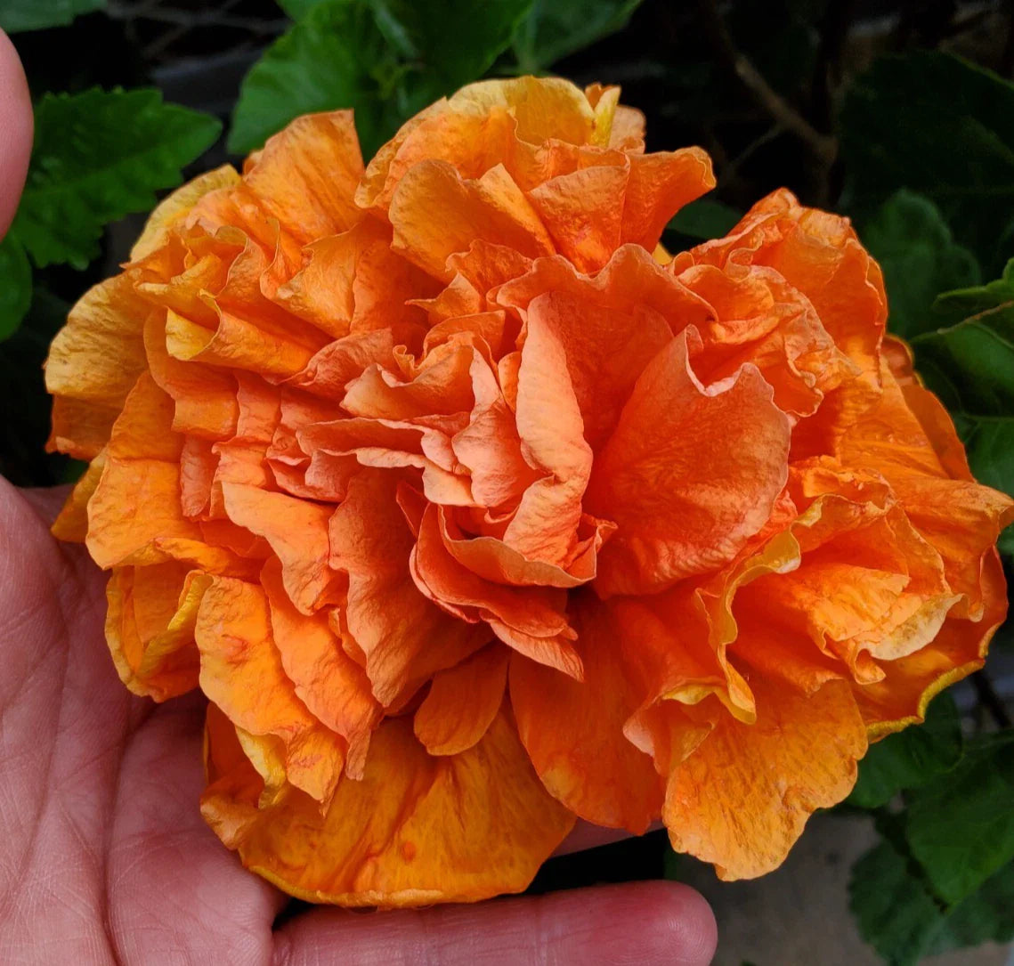 Hibiscus Live Plant Starter 5" Tall - Exotic Tropical Jane Cowell - Hibiscus rosa-sinensis