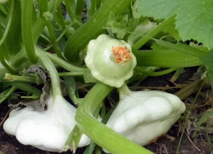 Early Scallop White Bush Patty Pan Summer Squash Seeds - Heirloom Variety, 20 Seeds, Free Shipping - Cucurbita pepo