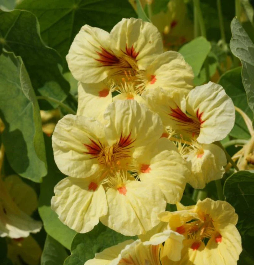 Nasturtium Seeds, 25 Count, Peach Melba Dwarf, Edible Tender Perennial, Non-GMO, USA
