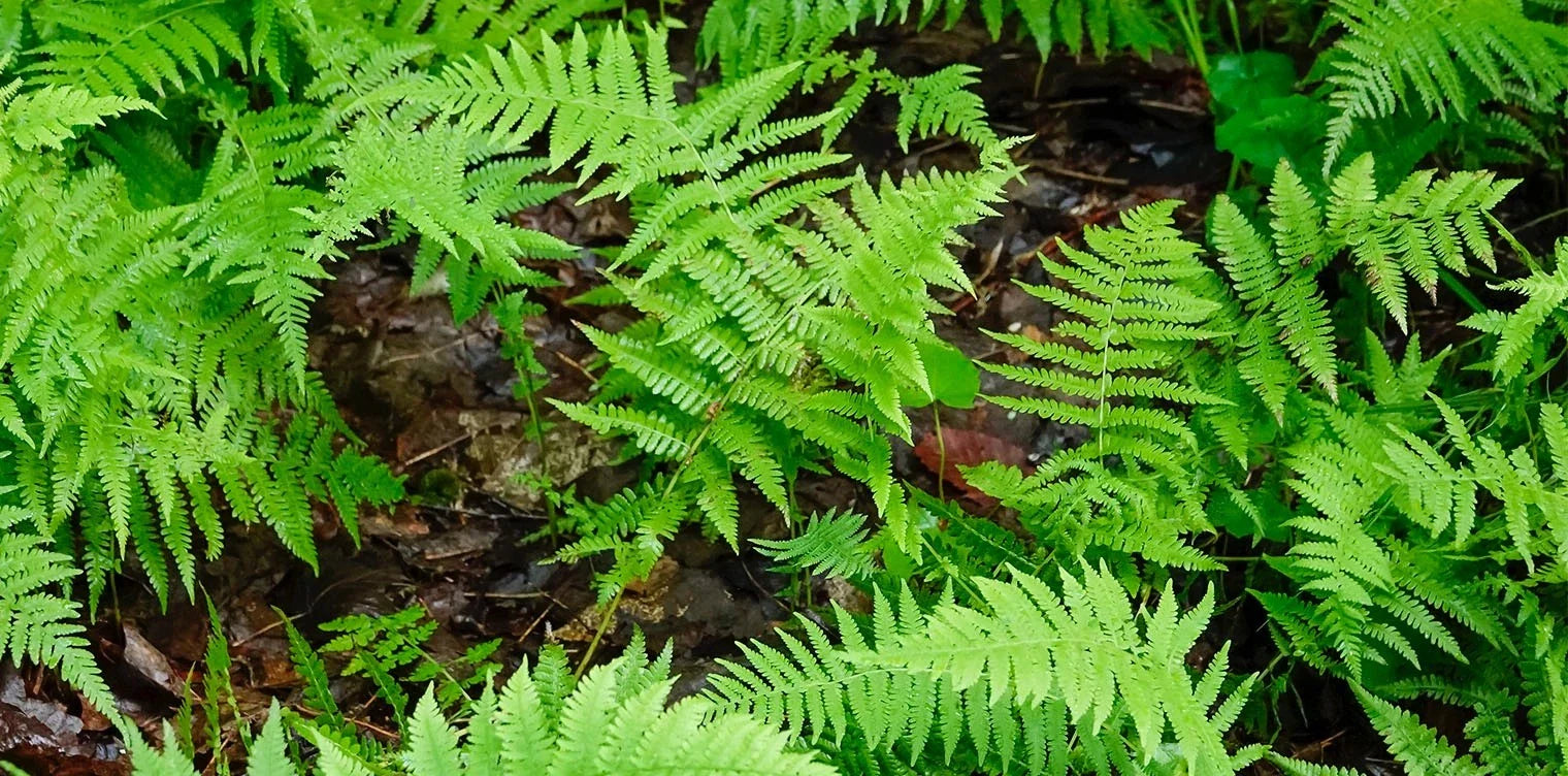 New York Fern Roots (3 Pack) – Thelypteris noveboracensis Bare Root Shade-Loving Native Fern for Woodland & Garden
