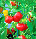 Organic Pimento Sweet Pepper Seeds - 51+ Count - Easy to Grow Summer Vegetable for Container Gardening