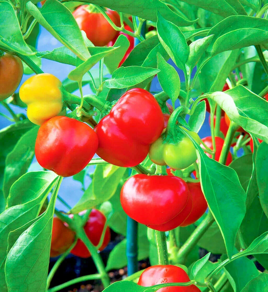 Organic Pimento Sweet Pepper Seeds - 51+ Count - Easy to Grow Summer Vegetable for Container Gardening