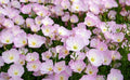 Showy Evening Primrose Seeds - 500 Organic Seeds - Oenothera Speciosa - Perennial Flower Seeds - USA Grown, Free Shipping