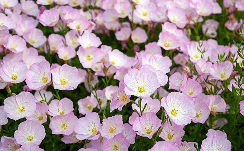 Showy Evening Primrose Seeds - 500 Organic Seeds - Oenothera Speciosa - Perennial Flower Seeds - USA Grown, Free Shipping