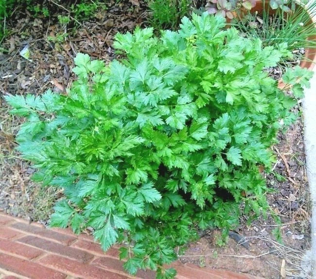 Organic Italian Flat Leaf Parsley Seeds - 300+ Count - Culinary Herb for Garden Containers - Petroselinum crispum