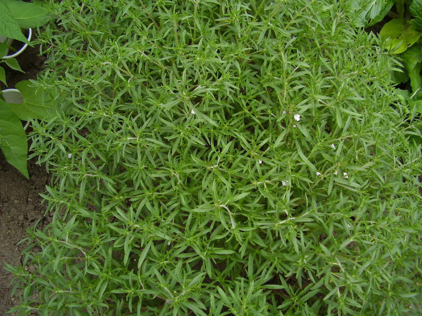 Summer Savory Herb Seeds - 510 Count - Satureja hortensis - Aromatic Culinary Herb for Cooking and Gardening - GroCo