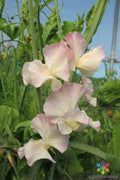 Kiera Madeline Sweet Pea Seeds - 50+ Pack for Garden Planting - Lathyrus odoratus - USA Grown - Free Shipping
