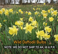 Wild Daffodil Bulbs - 25 Pack, Spring Blooms, Lent Lily, Narcissus pseudonarcissus, Zones 3–10