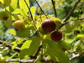 Deerberry Seeds - 25 Organic Seeds - Vaccinium Stamineum - Florida Native - Rare Edible Plant