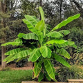 Cold Hardy Banana Tree Starter Plant - Musa basjoo - Small Rooted Live Plant - Approx 3-12 Inches Tall