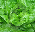 Lettuce Seeds 1000+ Butterhead Green All Year Round Garden Organic (Lactuca sativa)