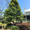 Bald Cypress Live Tree Plant Set of 2, 12-16 Inches, Taxodium distichum, Deciduous Conifer, Bare Root