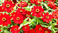Meteor Zinnia Seed Mix - 100+ Non-GMO Seeds for Vibrant Garden Blooms - Zinnia elegans