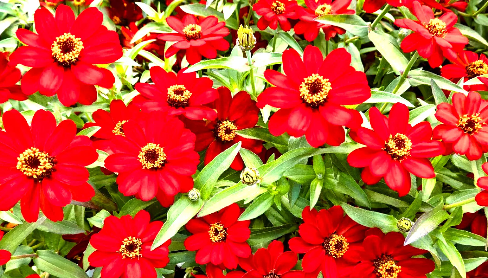 Meteor Zinnia Seed Mix - 100+ Non-GMO Seeds for Vibrant Garden Blooms - Zinnia elegans