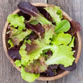 Gourmet Mix Lettuce Seeds - 1000+ Count - Heirloom Vegetable Seeds for 2025 Planting - Ideal for USA Gardens