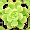 Sedum Adolphii "Lime Gold" - 3" Diameter Succulent Plants - Low Maintenance, Drought-Tolerant Greenery