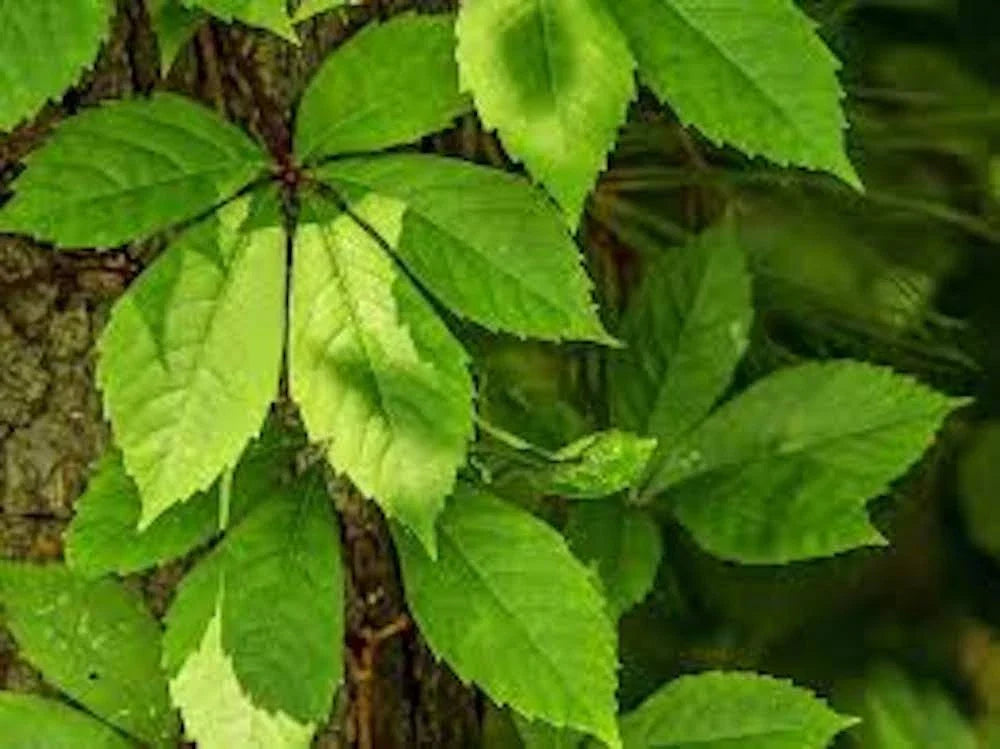 Virginia Creeper Plants - 3 Bare Roots - Parthenocissus quinquefolia - Fast-Growing Native Vine with Brilliant Autumn Foliage
