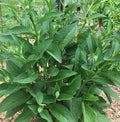 Live Russian Comfrey Plant Root Crowns - Bocking #4 - 2.5 lbs - Organic Herbal Plant for Gardening and Medicinal Use