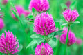 Red Clover Seed 2 Pounds - Cover Crop, Food Plot, Pasture Mix - Trifolium pratense