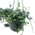 Hoya Krohniana Eskimo Live House Plant in 6 Inch Pot | Beautiful Variegated Foliage | Easy Care Indoor Plant