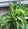 Live Kalanchoe Mother of Thousands Plants, 4 Per Order, Bare Root, Small-Medium, Kalanchoe daigremontiana