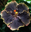 Yellow Black Hibiscus Seeds - 20 Perennial Hardy Flower Seeds - Exotic Hibiscus rosa-sinensis