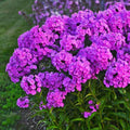 Flamingo Phlox Seeds - 100+ Count - Fashionably Early - Phlox paniculata - USA