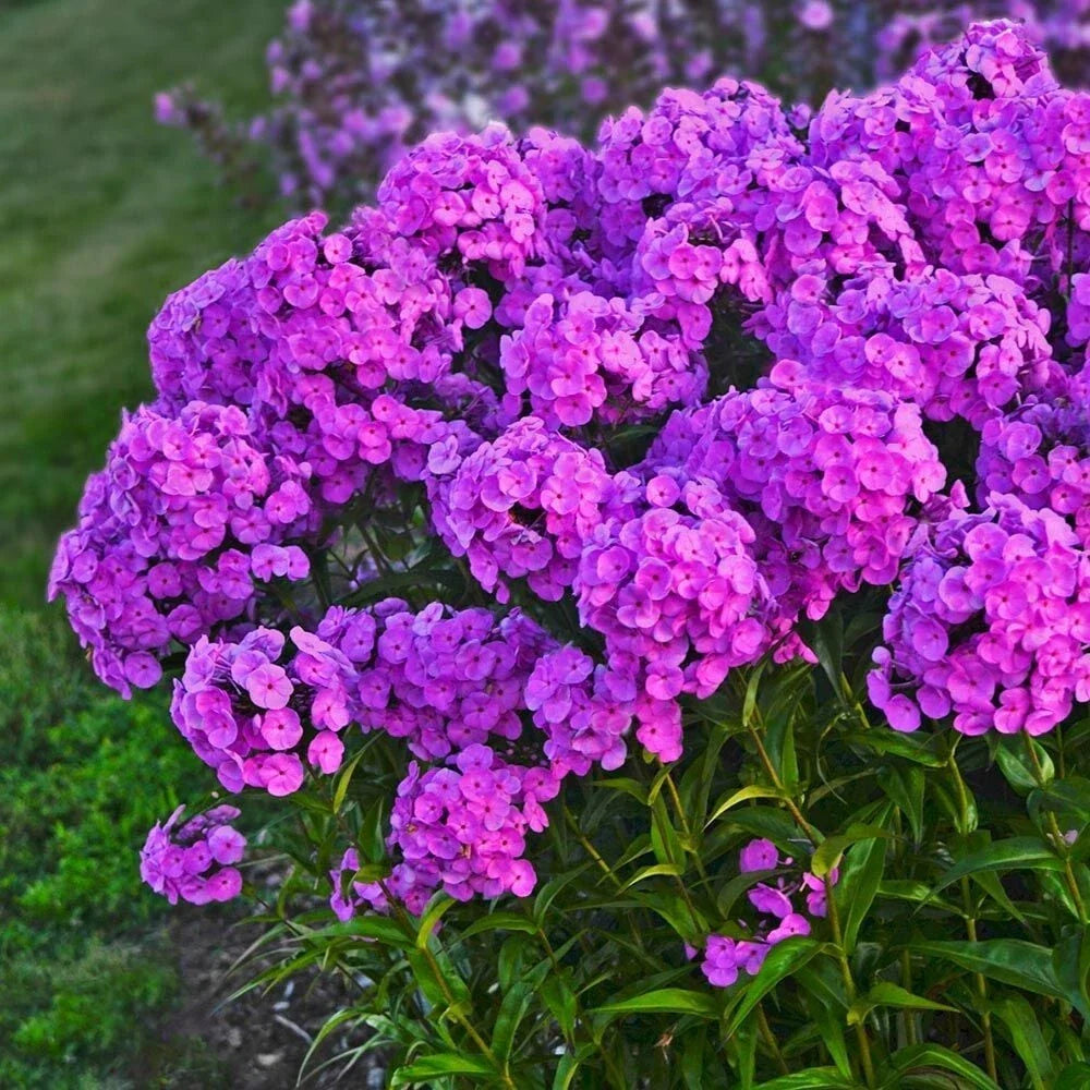 Flamingo Phlox Seeds - 100+ Count - Fashionably Early - Phlox paniculata - USA