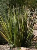 Giant Swordflower Seeds, White/Yellow Flowers, Hesperaloe funifera, 35 Seeds for Garden Planting and Landscaping