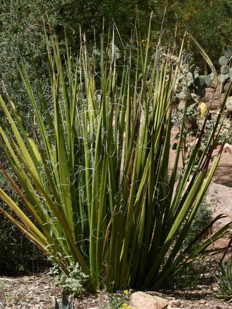 Giant Swordflower Seeds, White/Yellow Flowers, Hesperaloe funifera, 35 Seeds for Garden Planting and Landscaping