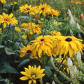 Black Eyed Susan Seeds - DOUBLE GOLDEN GLORIOSA - Rudbeckia Heirloom Non-GMO - 200 Pack
