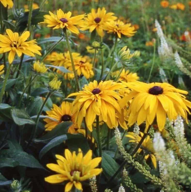 Black Eyed Susan Seeds - DOUBLE GOLDEN GLORIOSA - Rudbeckia Heirloom Non-GMO - 200 Pack