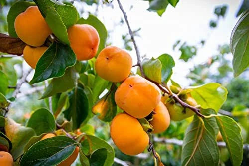 Persimmon Tree Seeds - 10 Pack - American Grown, Outdoor Plant - Diospyros virginiana