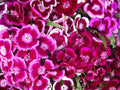 Sweet William Flower Seeds, 1,000+ Count, Single Mix, Dianthus barbatus, Brilliant Old Fashioned Flowers