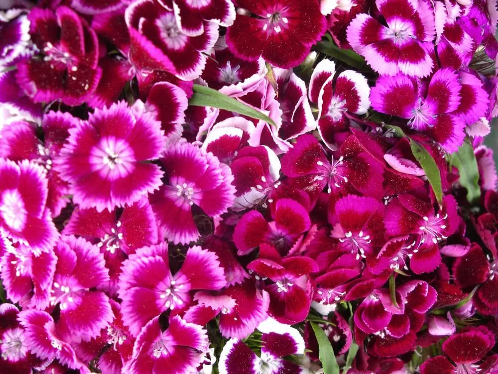 Sweet William Flower Seeds, 1,000+ Count, Single Mix, Dianthus barbatus, Brilliant Old Fashioned Flowers