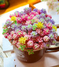 Rare Succulent Seeds - Mixed 100pcs Pack - Unique Varieties for Plant Lovers - Perfect for Gardening and Home Decor