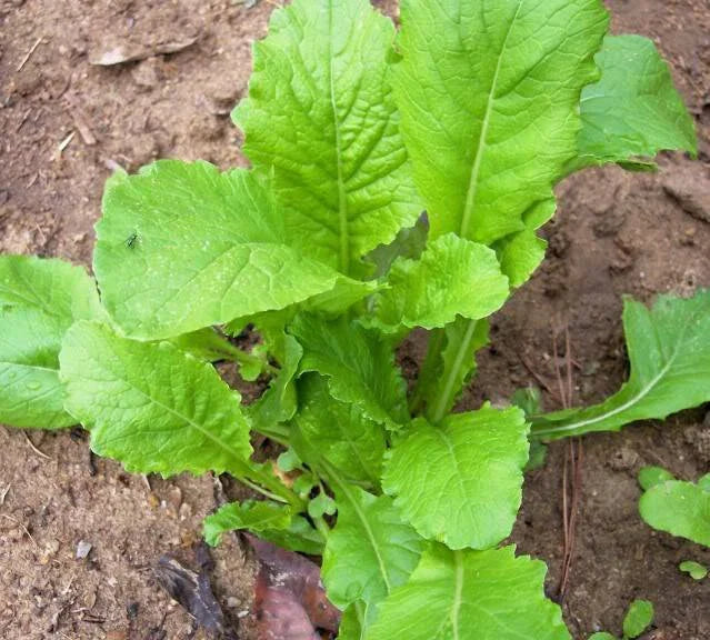 Turnip Seeds 500 Seeds Heirloom Seven Top Non-GMO Vegetable (Brassica rapa)