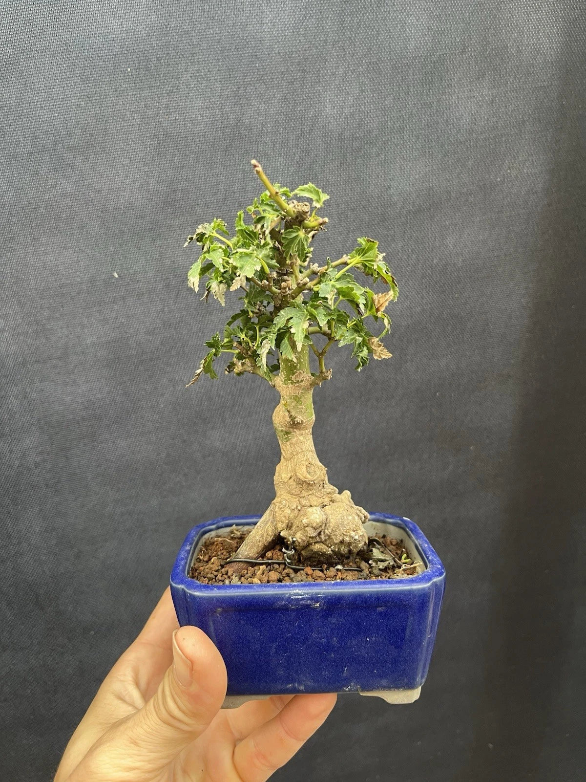 Shishigashira Japanese Maple Mame Bonsai Tree - Acer palmatum 'Shishigashira' - Miniature Green Leaves, Indoor Plant