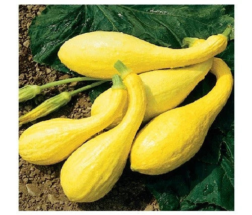 Early Crookneck Summer Squash Seeds - Golden Yellow Heirloom (55 Days) - Creamy Flavor - 20 Seeds