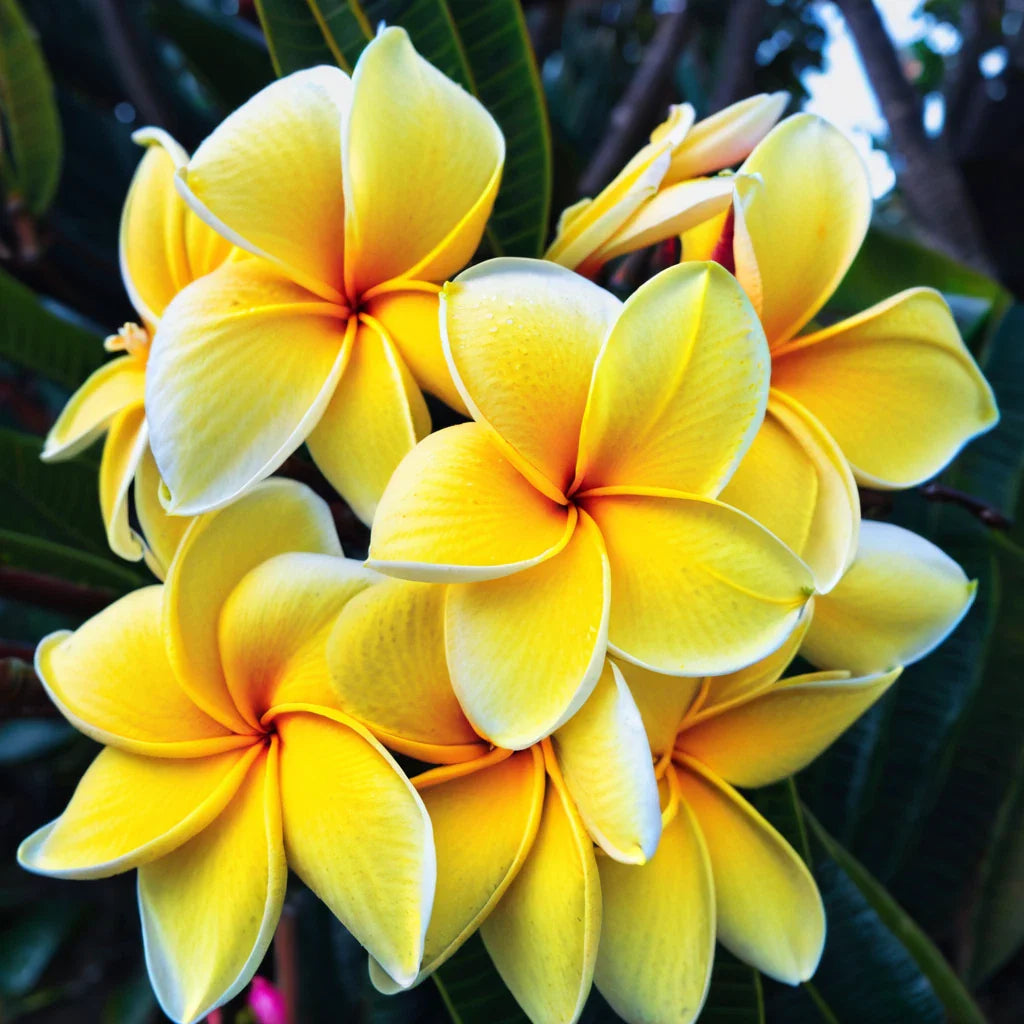 Plumeria Seeds – 5 Yellow White Hawaiian Flower Seeds – Perennial Plants (Plumeria spp.)