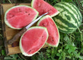 Crimson Sweet Watermelon Seeds - Organic USA Seeds - 50 Pack - Heirloom Variety (Citrullus lanatus)