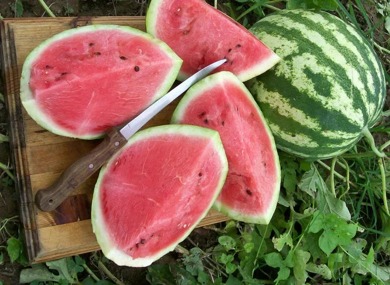 Crimson Sweet Watermelon Seeds - Organic USA Seeds - 50 Pack - Heirloom Variety (Citrullus lanatus)