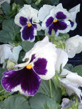 Pansy Seeds - 50 Count - Delta Premium White with Blotch - Viola tricolor var. hortensis