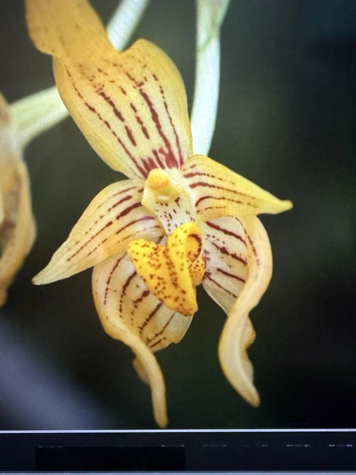Orchid Plant Bulb in 2 Inch Pot, Arvogelli Variety, Perfect for Home Decor, Indoor Gardening, Exotic Flower - Orchidaceae